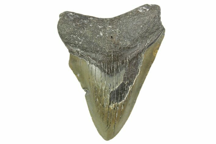 Juvenile Megalodon Tooth - North Carolina #377036